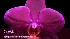  Presentation with pink black - Colorful slides enhanced with pink orchid flower isolated on black background backdrop and a wine colored foreground