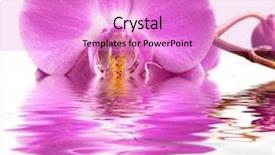  Presentation with orchid - Presentation design with pink-orchid-flower-on-water background and a lilac colored foreground