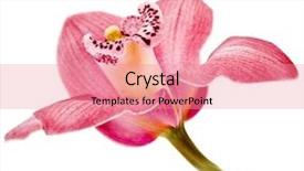  Presentation with drawing of pink lotus flower - Slides having pink orchid flower on white background and a coral colored foreground