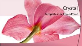  Presentation with pink white - Amazing PPT layouts having pink-orchid-flower-on-white backdrop and a coral colored foreground