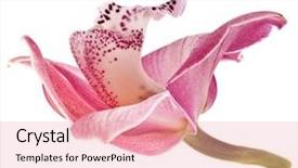  Presentation with pink white - Slides consisting of pink-orchid-flower-on-white background and a lemonade colored foreground