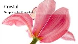  Presentation with pink white - Colorful PPT layouts enhanced with pink-orchid-flower-on-white backdrop and a white colored foreground