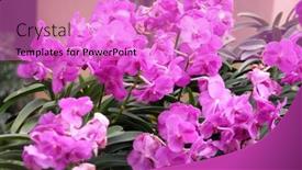  Presentation with pink flowers - Presentation theme featuring pink-orchid-flowers-close-up background and a lilac colored foreground