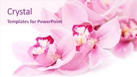  Presentation with purple orchids pink flowers orchid - Colorful slide deck enhanced with pink orchid flowers isolated backdrop and a  colored foreground