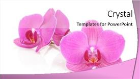  Presentation with pink flowers - Slide deck having pink orchid flowers isolated background and a white colored foreground