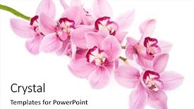  Presentation with purple orchids pink flowers orchid - Cool new presentation theme with pink orchid flowers isolated backdrop and a white colored foreground