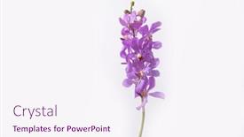  Presentation with pink flowers - Presentation having pink-orchid-flowers-isolated background and a sky blue colored foreground