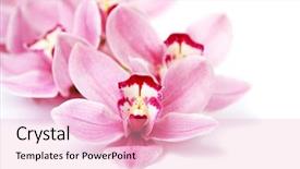  Presentation with orchid - PPT theme enhanced with pink orchid flowers isolated background and a lemonade colored foreground