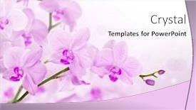  Presentation with light pink - Theme featuring pink orchid flowers on light background and a white colored foreground