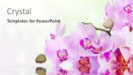  Presentation with light pink - Amazing slide set having pink orchid flowers on light background with reflection backdrop and a cream colored foreground
