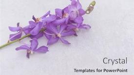  Presentation with pink flowers - Presentation featuring pink-orchid-flowers-with-stem background and a light gray colored foreground