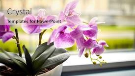  Presentation with orchid - Beautiful PPT theme featuring pink orchid in the pot backdrop and a lemonade colored foreground