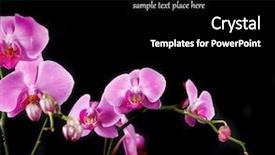  Presentation with pink black - Cool new PPT theme with pink orchid isolated on black background backdrop and a black colored foreground