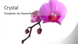  Presentation with pink and white roses country - Cool new slide deck with pink orchid isolated on white backdrop and a white colored foreground