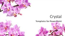  Presentation with pink white - PPT theme having pink orchid isolated on white background and a  colored foreground
