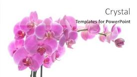  Presentation with pink white - Presentation featuring pink-orchid-isolated-on-white background and a white colored foreground