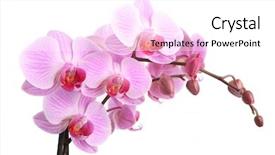  Presentation with pink white - Slides having pink orchid isolated on white background and a white colored foreground