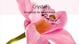  Presentation with orchid - Amazing PPT theme having trivia question - did you know written on backdrop and a dark gray colored foreground.