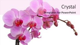  Presentation with pink and white - Colorful PPT theme enhanced with pink orchid isolated on white backdrop and a lavender colored foreground