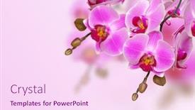  Presentation with orchid - Theme enhanced with pink orchid isolated on a white background background and a pink colored foreground
