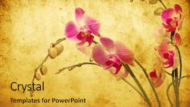  Presentation with orchid - Presentation theme featuring orchid isolated on a grunge background and a yellow colored foreground