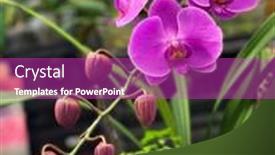  Presentation with orchid - Colorful slide set enhanced with pink-orchid-nature-background-nature backdrop and a purple colored foreground