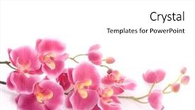  Presentation with pink and white - PPT layouts consisting of pink orchid on a white background and a white colored foreground