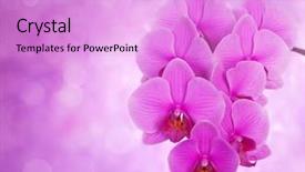  Presentation with orchid - Slide deck featuring pink orchid on defocused background background and a lilac colored foreground