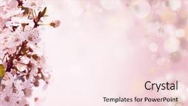  Presentation with purple orchids pink flowers orchid - PPT theme featuring pink orchid on spring background background and a pink colored foreground