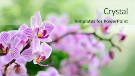  Presentation with pink green - Beautiful PPT theme featuring pink orchid on the green backdrop and a mint green colored foreground