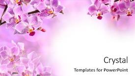  Presentation with pink - PPT theme having pink orchid on the pink background and a white colored foreground
