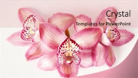  Presentation with orchid - Slide deck featuring pink orchid on white background and a coral colored foreground