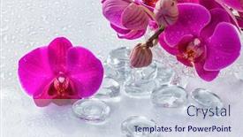  Presentation with dew - Amazing presentation design having pink orchid with dew and reflection backdrop and a lemonade colored foreground