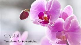  Presentation with orchid - PPT theme having pink orchid background and a lavender colored foreground