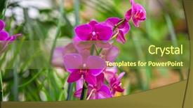  Presentation with orchids - Colorful presentation design enhanced with pink orchids at botanical garden backdrop and a tawny brown colored foreground