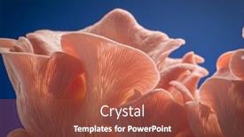  Presentation with pastel blue and pink - PPT theme consisting of pink-oyster-mushrooms-on-blue background and a tawny brown colored foreground