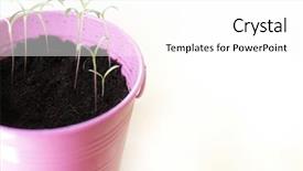  Presentation with pink green - Amazing presentation theme having potted plant green growth soil backdrop and a white colored foreground