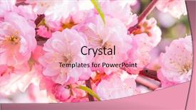  Presentation with frame pink - Audience pleasing slide deck consisting of pink paper blank between flowering backdrop and a lemonade colored foreground