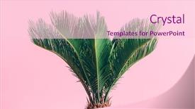  Presentation with pastel pink - Cool new presentation with pink pastel background cycas backdrop and a lemonade colored foreground