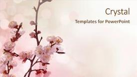  Presentation with border pink - Amazing presentation theme having pink peach blossom - beautiful abstract spring border backdrop and a sky blue colored foreground