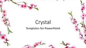  Presentation with frame pink - Slide set with pink peach blossom - frame of spring flowering branches background and a white colored foreground