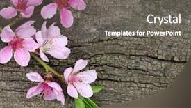  Presentation with easter bunny yellow spring flower - Colorful PPT layouts enhanced with pink peach blossom - spring flower on wood background backdrop and a gray colored foreground