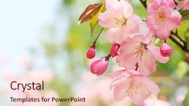  Presentation with spring - PPT layouts featuring pink peach blossom - spring flower background and a lemonade colored foreground