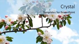  Presentation with easter bunny yellow spring flower - Audience pleasing PPT theme consisting of pink peach blossom - spring flower backdrop and a light blue colored foreground