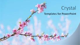  Presentation with pink blue - Beautiful PPT theme featuring pink-peach-flowers-on-twigs backdrop and a arctic colored foreground