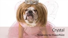  Presentation with prince princess fairy - Slides having pink pearls - english bulldog wearing blonde wig background and a coral colored foreground