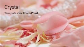  Presentation with pink wedding - Cool new PPT theme with pink pearls - wedding background backdrop and a  colored foreground