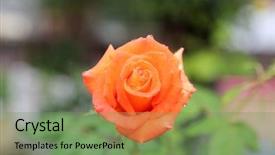  Presentation with bud - PPT layouts consisting of pink pedals - beautiful orange rose bud background and a  colored foreground