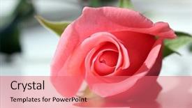  Presentation with pink rose - Slide set consisting of pink pedals - close-up of a rose lying background and a  colored foreground