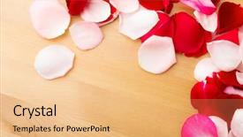  Presentation with pink rose - Presentation design featuring pink pedals - rose petal background and a coral colored foreground